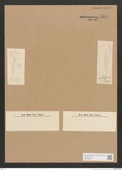 Diatomeae indet. Zeichnungen Sammlung Grunow Nr. 4545 (NHMW-BOT-W0372503)